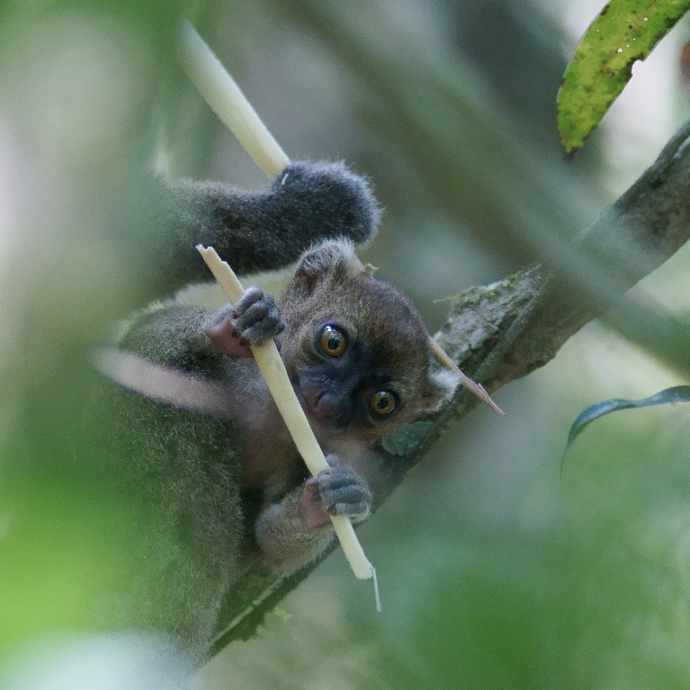 Greater bamboo lemur infant