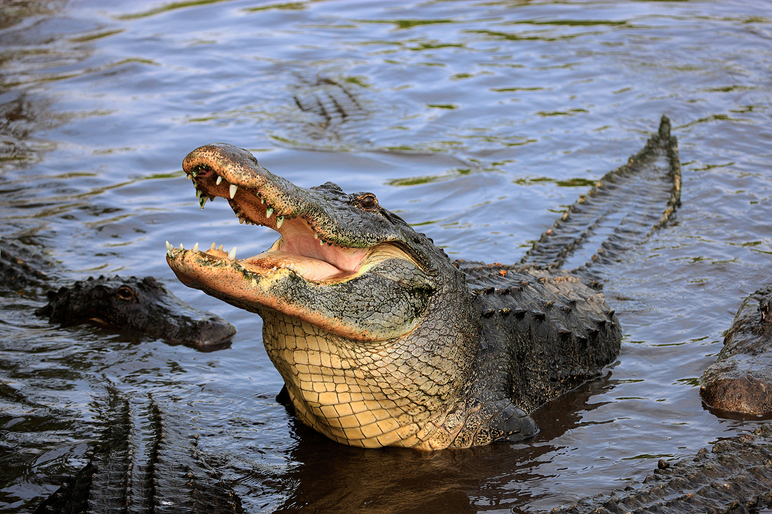 CR8A2Y American Alligator (Alligator mississippiensis), adult, in water, Florida, USA, America