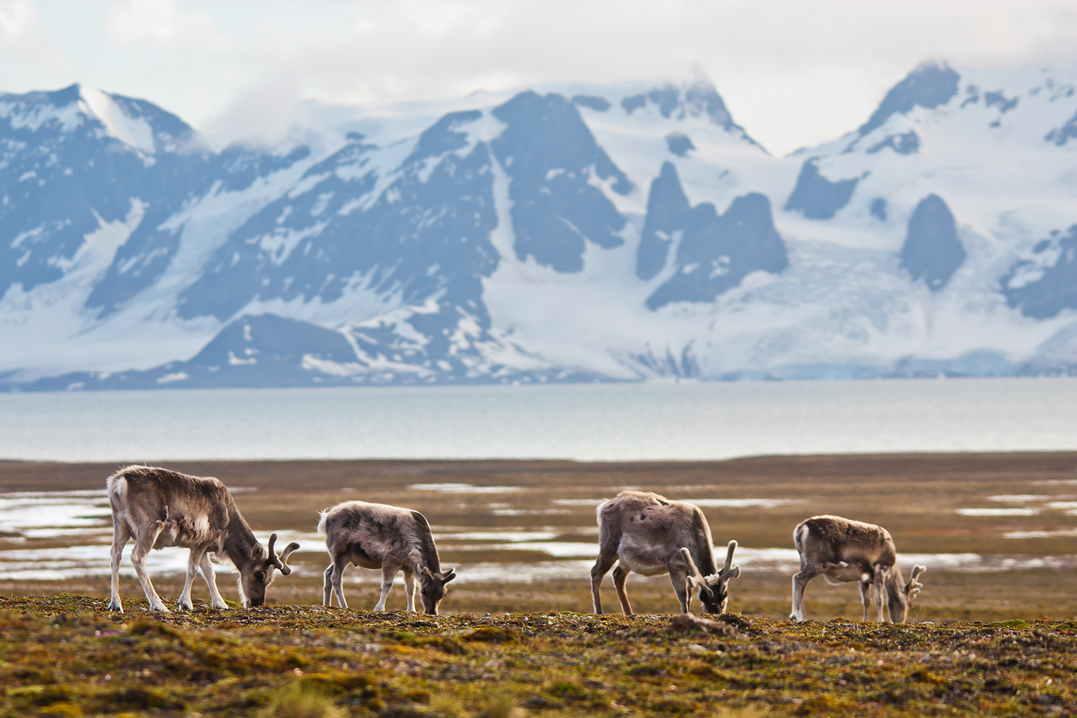 Svalbard deer, Svalbard Archipelago