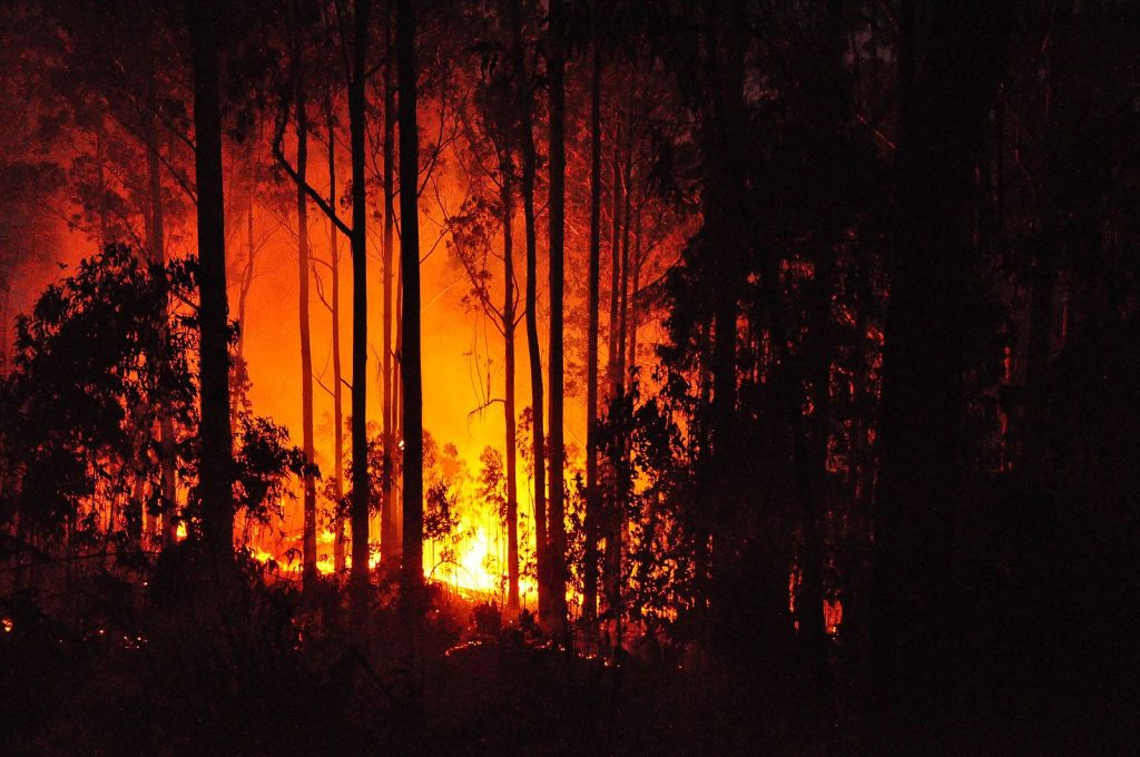 Eucalyptus forest fire, in Madeira, Portugal, 3 July 2011 Photo: anagh