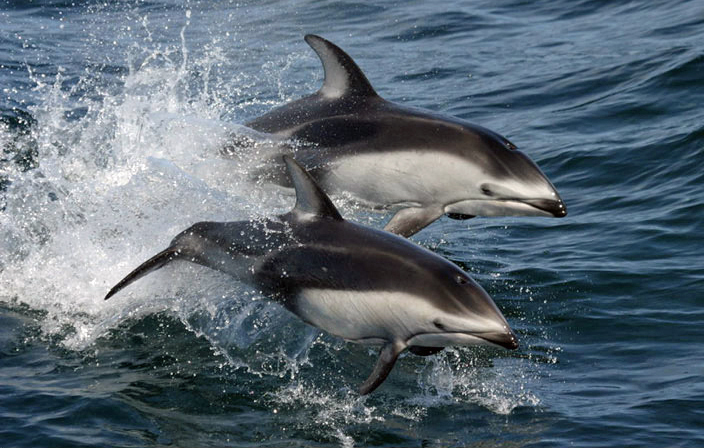 White-wided Dolphin Photo: NMFS Southwest Fisheries Science Center (NOAA)