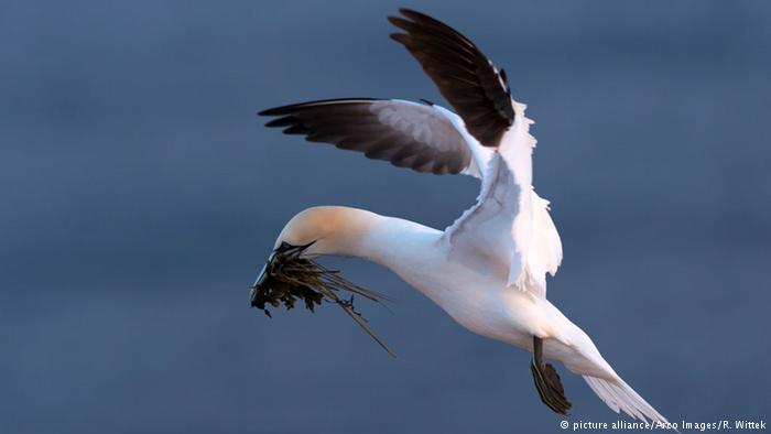 Gannet in northern Germany (picture alliance/Arco Images/R. Wittek)