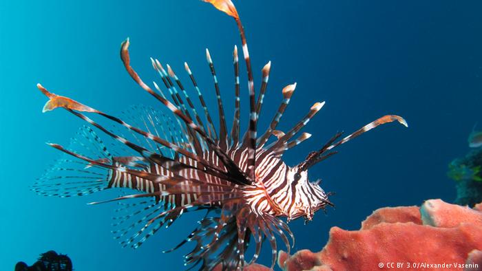 Lionfish (CC BY 3.0/Alexander Vasenin)