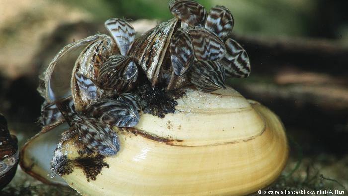 Zebra mussel (picture alliance/blickwinkel/A. Hartl)