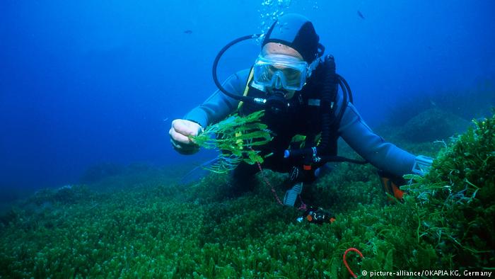 seaweed and diver (picture-alliance/OKAPIA KG, Germany)