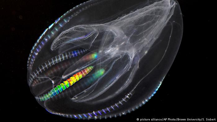 sea walnut (picture alliance/AP Photo/Brown University/S. Siebert)