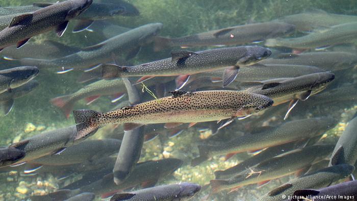 Rainbow trout (picture alliance/Arco Images)
