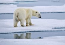 How do you Spot a Climate Science Denial Blog? Check the Polar Bears