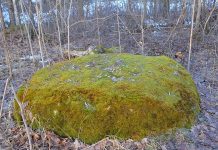 Forest watchdog calls for protection of Estonia’s pagan heritage