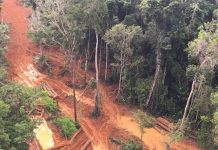 The Brazilian state letting illegal Amazon loggers keep logging