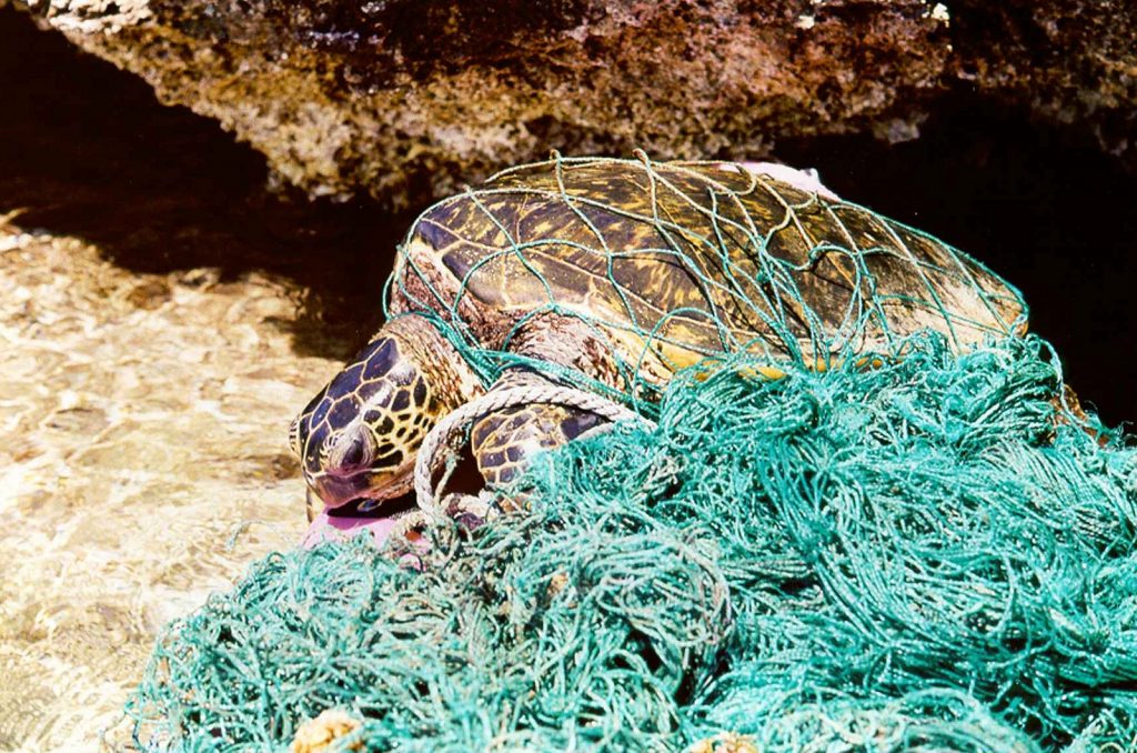 Entangled green sea turtle Photo: NOAA PIFSC