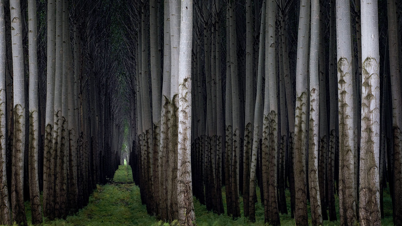 Poplar Tree Plantation in Oregon