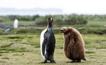 Climate change: 70% of king penguins could ‘abruptly relocate or disappear’ by 2100