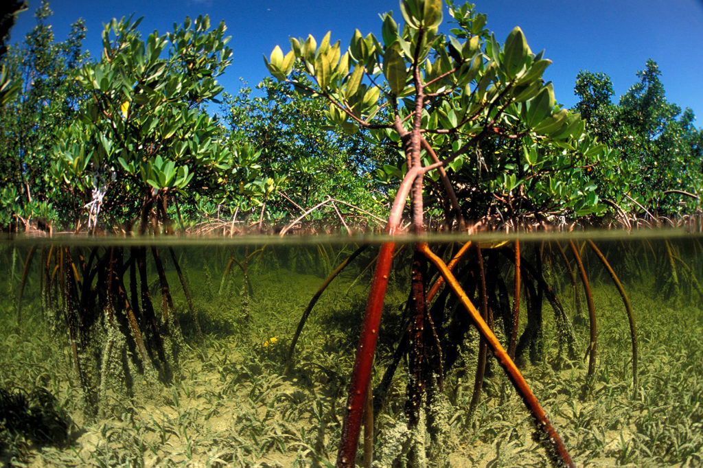 Red mangrove Rhizophora stylosa Bimini Atlantic Ocean. Credit: Mark Conlin / Alamy Stock Photo. ATDTDP