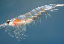 Krill may be breaking microplastics down into even smaller particles in our seas