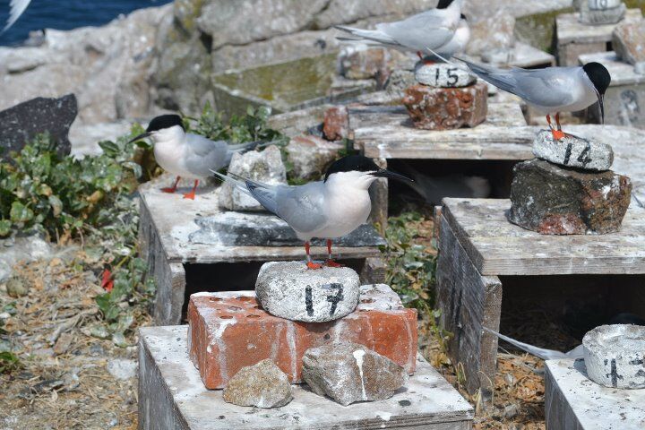 Roseate Tern on Rockabill Photo: Maeve Maher-McWilliams