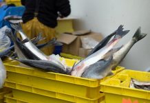 Climate Change may drive steady decline in the fisheries yields by 2300
