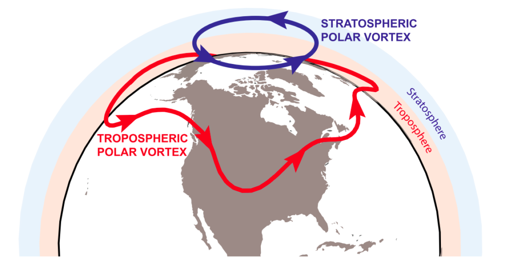 Illustration of the stratospheric (blue) and tropospheric (red) polar vortices. Source: Waugh et al. (2017). &copy; American Meteorological Society. Used with permission.