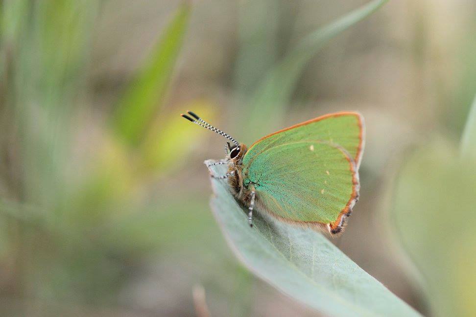 Green Hairstreak Butterfly Photo: Cathal Forkan