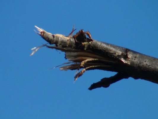 Close up of tree following tree works in 2017 Photo: Maureen O'Sullivan