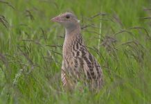 Ireland failing to protect important habitats and species, study finds