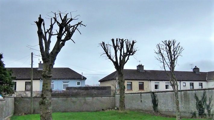 Trees in St. Joseph's Estate Tralee following tree works in 2017 Photo: Maureen O'Sullivan