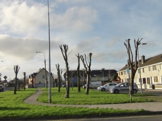 Trees in St. Joseph's Estate Tralee following tree works in 2017 Photo: Maureen O'Sullivan