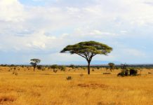 Africa’s vegetation has lost 2.6bn tonnes of CO2 in just seven years
