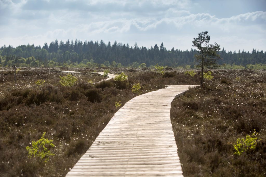 Abbeyleix Bog Photo: Alf Harvey