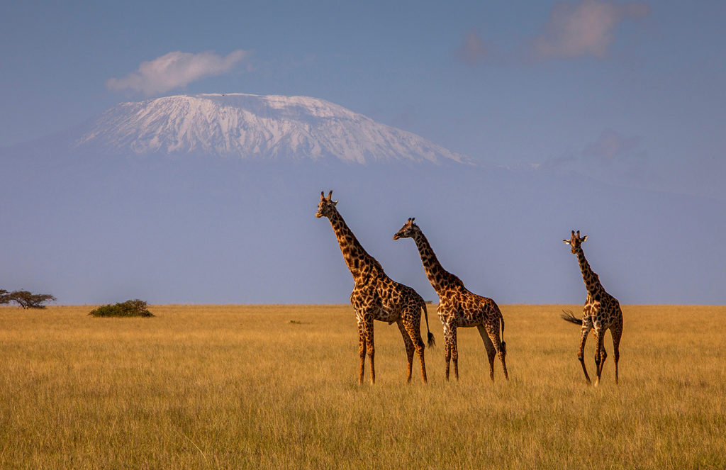 HNWCNF Giraffe, Giraffa camelopardalis, with Mount Kilimanjaro in the background, Chyulu Hills National Park, Kenya.
