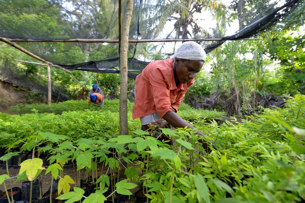Women working in a nursery, Leogane, Haiti. Credit: imageBROKER / Alamy Stock Photo. DM69FX