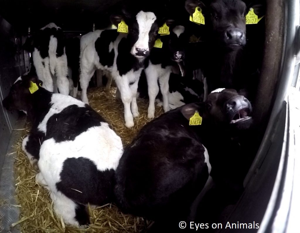 Inside one of the trucks transporting calves to The Netherlands Photo: Eyes of Animals