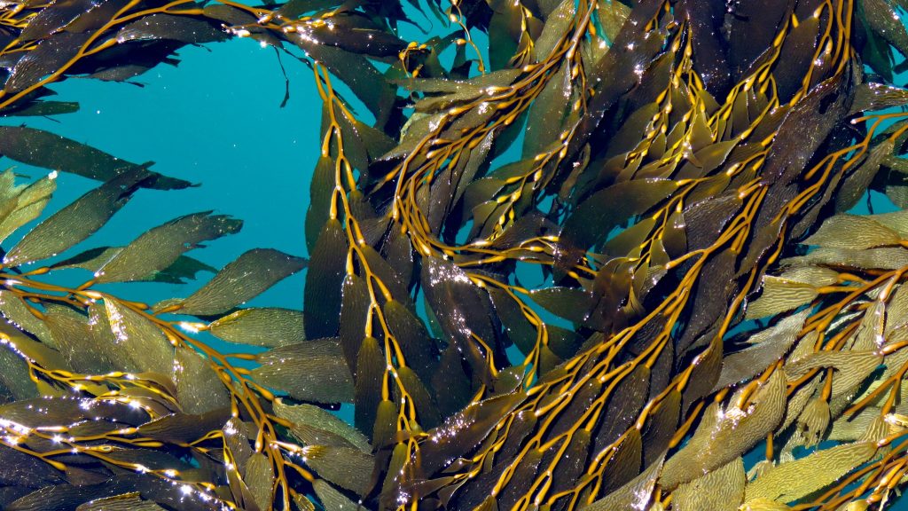 Kelp seaweed