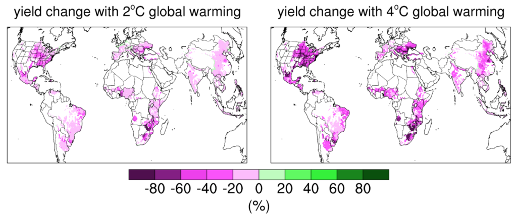 Warming-induced changes in average corn yield: Change in average yield (%) following annual mean global warming of 2C (left) and 4C (right). Shading indicates yield increases (green) or decreases (purple).