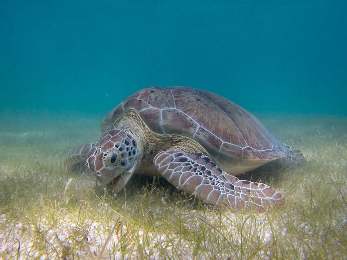 1024px-Green_Sea_Turtle_g-91bf1654166589e0ed499371cbecf52b538b8827
