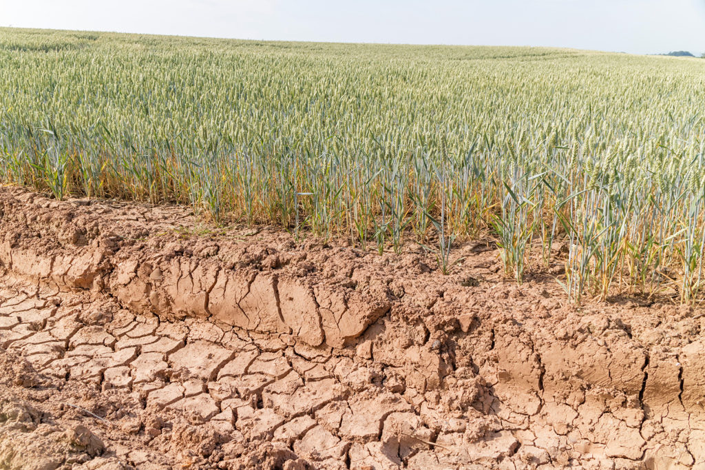 P6MN0M July 2018 summer drought in a wheat field, England, UK