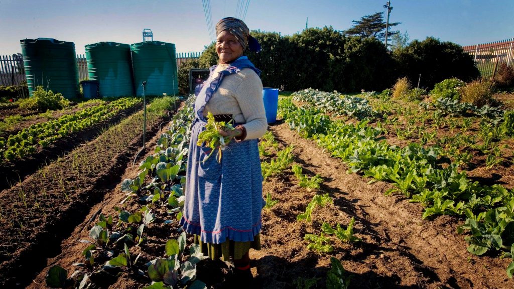 A woman holds up some of the vegetables she has grown in a garden in Cape Town, South Africa Photo: Kate Holt/Africa Practice