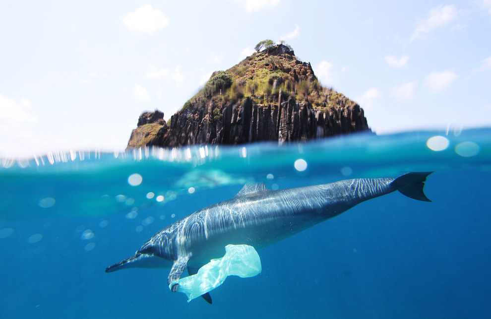 dolphin plastic bag at fernando de noronha Photo: Jedimentat44