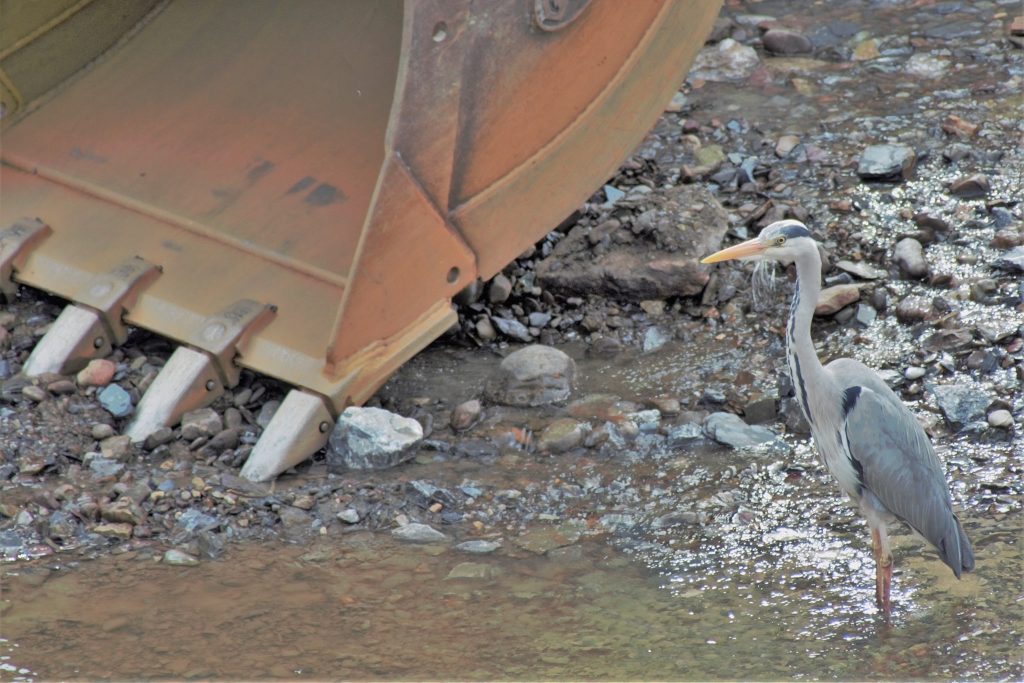 Heron standing beside dredger in the Bandon Photo: Ecofact
