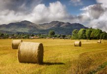 Analysis: Scotland told to ‘Get Real’ on Transport and Agriculture Emissions, How Can we hit Net Zero?