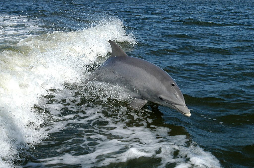 Bottlenose Dolphin Photo: NASA