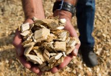 Comment: Drax Can’t Grow Trees Fast Enough — Biomass is Not a Climate Solution