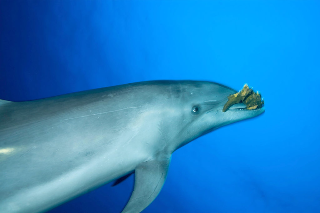 Bottlenose dolphin swimming with marine sponge. Credit: Hubert Yann / Alamy Stock Photo. F0FPYC