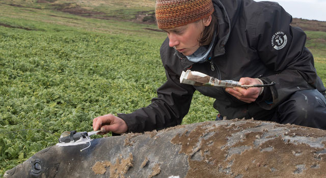 slide 2 - A scientist gluing a tag to a seal on Kerguelen Island