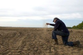 A farmer in a drought-stricken field of crops, Suffolk, UK. Credit: clynt Garnham Agriculture / Alamy Stock Photo.