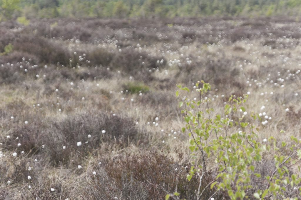 Abbeyleix Bog, Co Laois Photo: Niall Sargent
