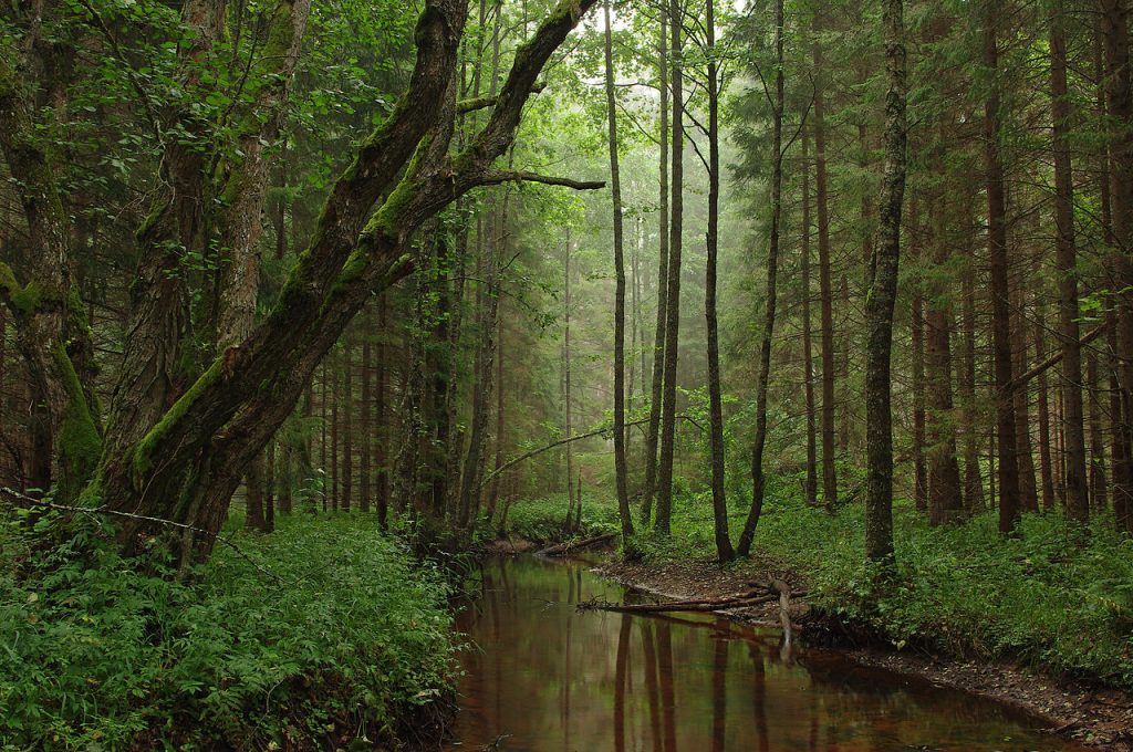Tarvasjõgi at Kõrvemaa Nature Park in Estonia Photo: Ireen Trummer
