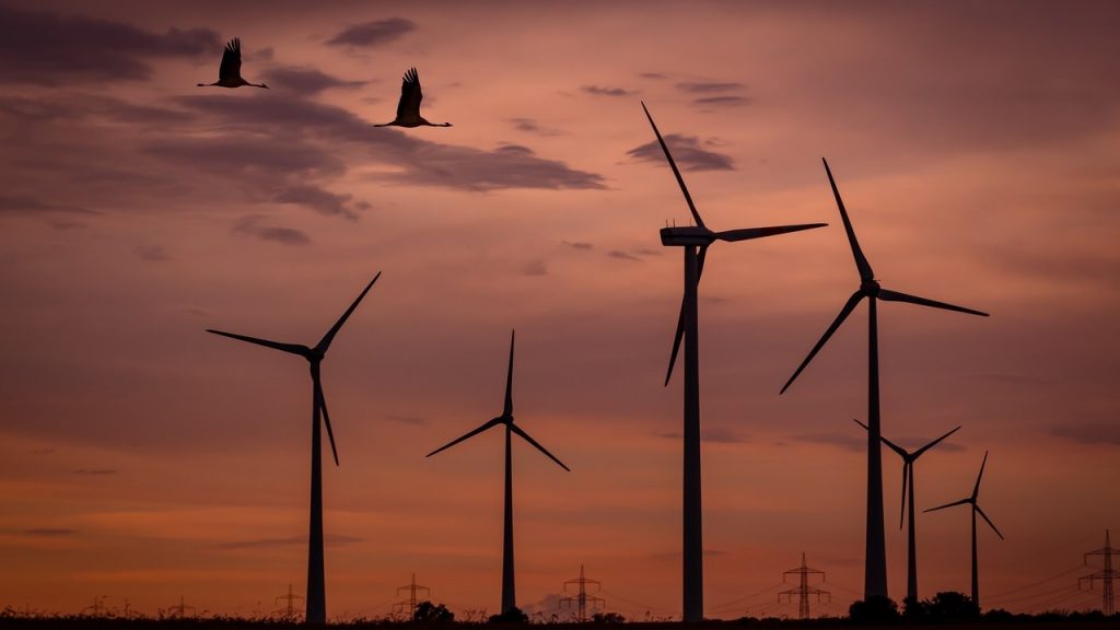 wind turbines birds bats