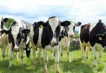 Manifesto Watch: Fine Gael on climate and nature