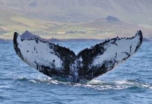 ‘Everything is Changing’ – Whale life from around the Irish coast